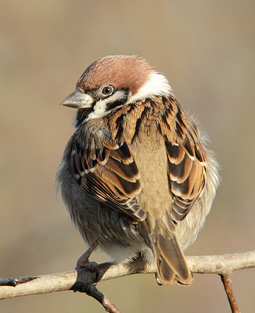 Tree Sparrow Passer montanus