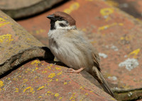 Tree Sparrow Passer montanus