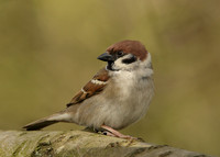 Tree Sparrow Passer montanus