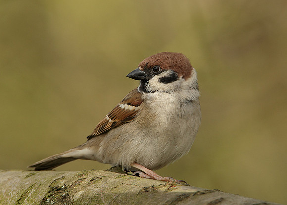 Tree Sparrow Passer montanus