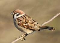 Tree Sparrow Passer montanus