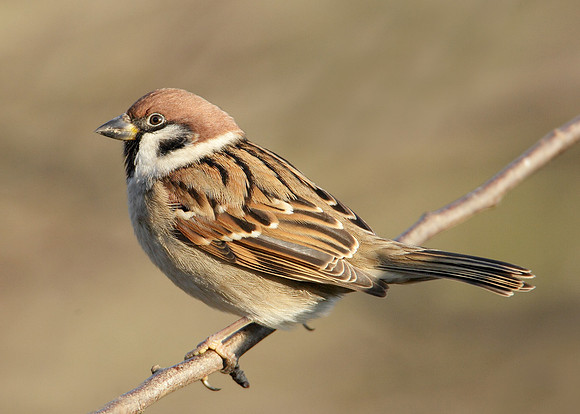 Tree Sparrow Passer montanus