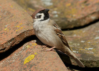 Tree Sparrow Passer montanus