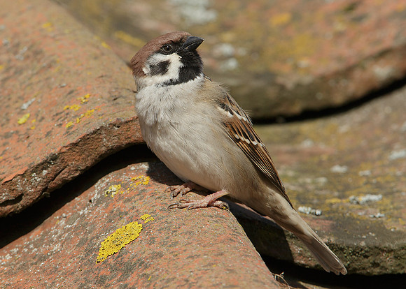 Tree Sparrow Passer montanus