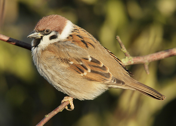 Tree Sparrow Passer montanus