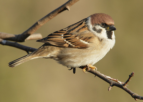 Tree Sparrow Passer montanus