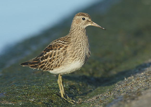 Pectoral Sandpiper Calidris melanotos