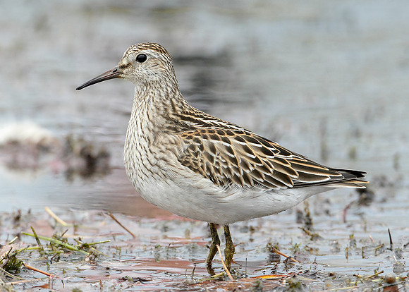 Pectoral Sandpiper Calidris melanotos