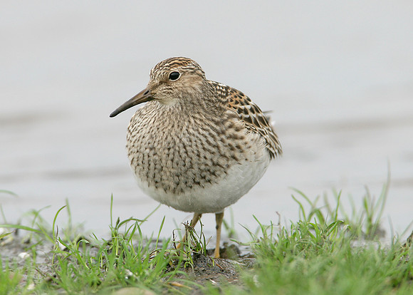 Pectoral Sandpiper Calidris melanotos