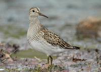 Pectoral Sandpiper Calidris melanotos