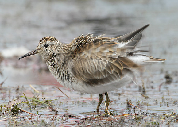 Pectoral Sandpiper Calidris melanotos