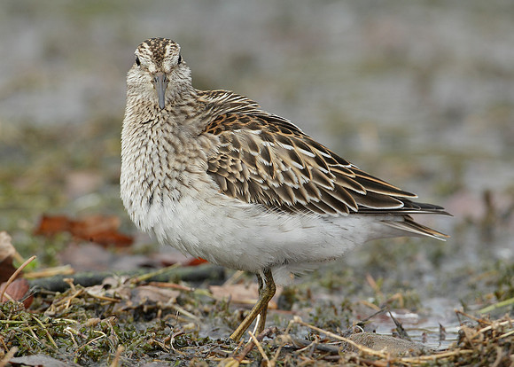 Pectoral Sandpiper Calidris melanotos