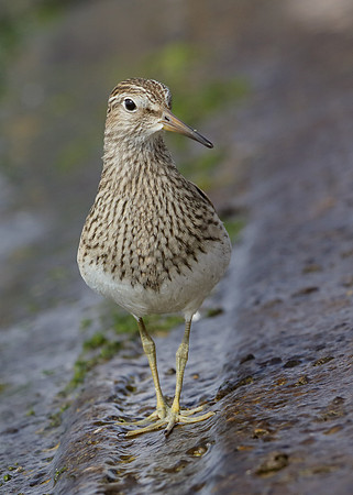 Pectoral Sandpiper Calidris melanotos