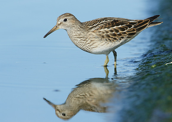 Pectoral Sandpiper Calidris melanotos