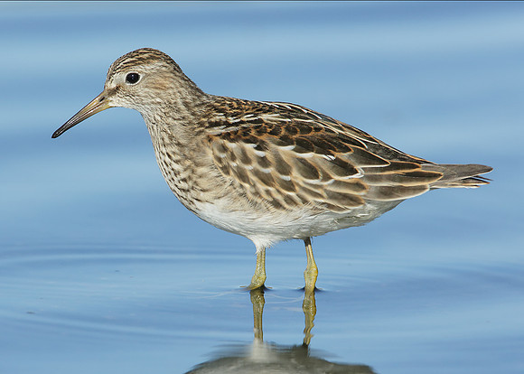 Pectoral Sandpiper Calidris melanotos
