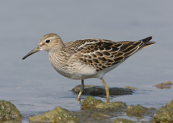 Pectoral Sandpiper Calidris melanotos