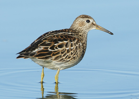 Pectoral Sandpiper Calidris melanotos