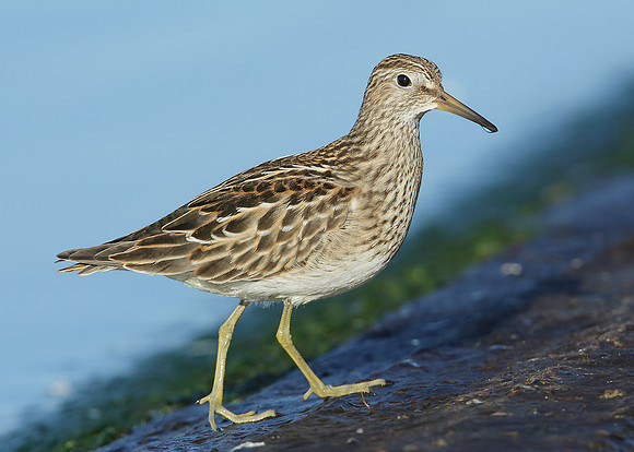 Pectoral Sandpiper Calidris melanotos