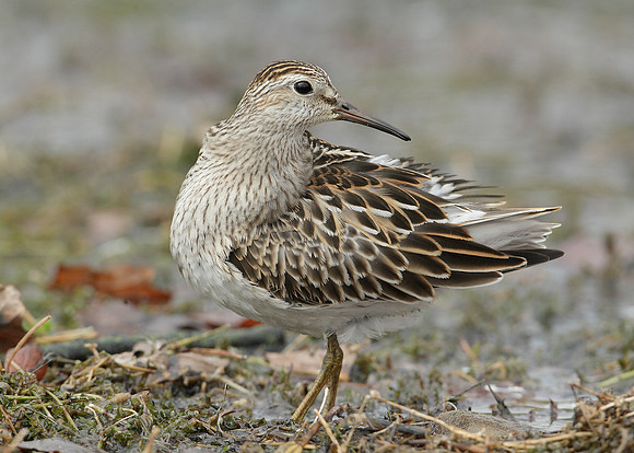 Pectoral Sandpiper Calidris melanotos