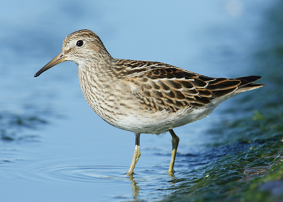 Pectoral Sandpiper Calidris melanotos