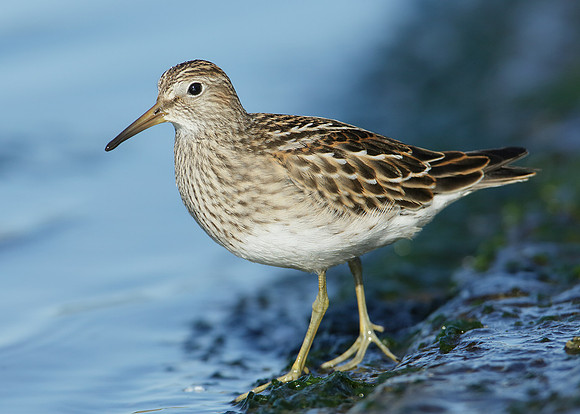 Pectoral Sandpiper Calidris melanotos