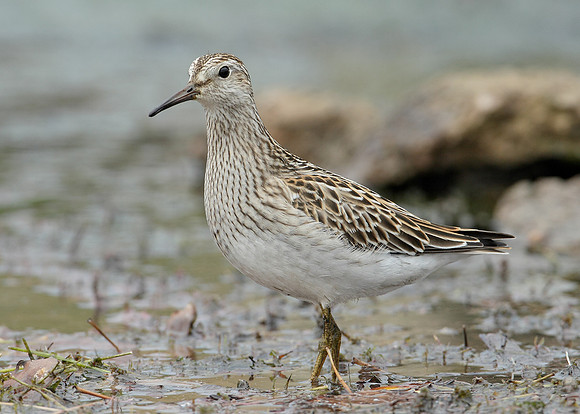 Pectoral Sandpiper Calidris melanotos