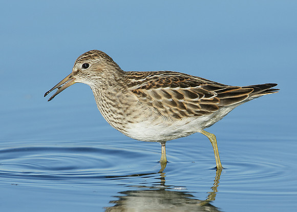 Pectoral Sandpiper Calidris melanotos
