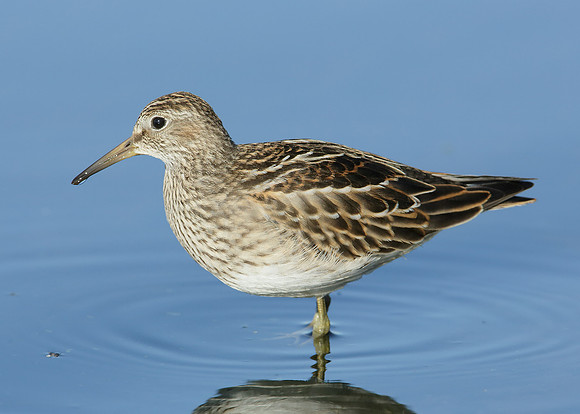 Pectoral Sandpiper Calidris melanotos
