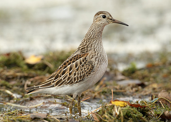 Pectoral Sandpiper Calidris melanotos