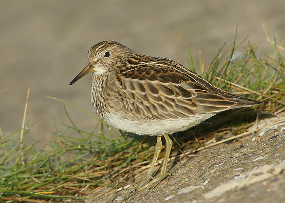 Pectoral Sandpiper Calidris melanotos