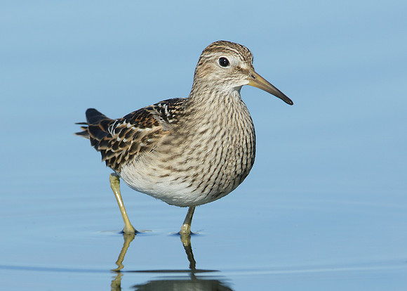 Pectoral Sandpiper Calidris melanotos
