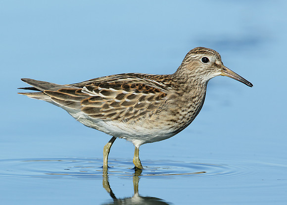 Pectoral Sandpiper Calidris melanotos