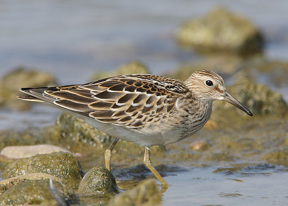 Pectoral Sandpiper Calidris melanotos