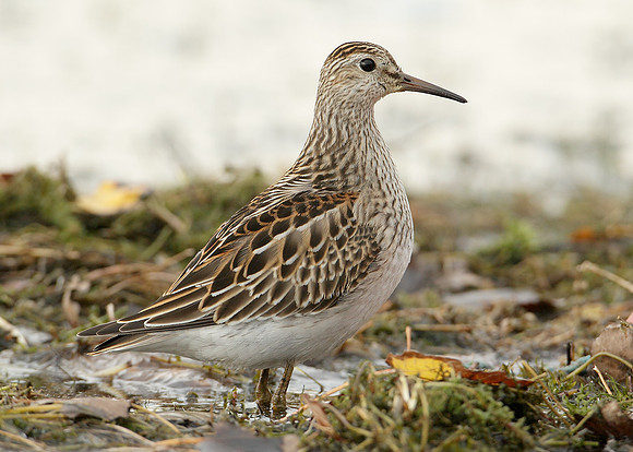 Pectoral Sandpiper Calidris melanotos
