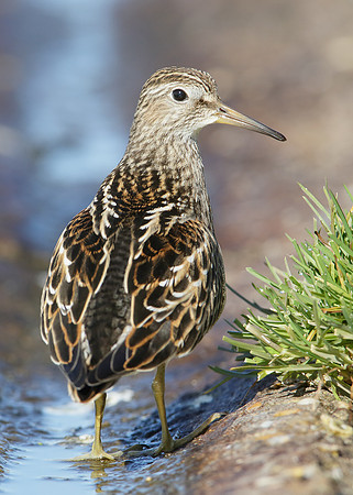 Pectoral Sandpiper Calidris melanotos