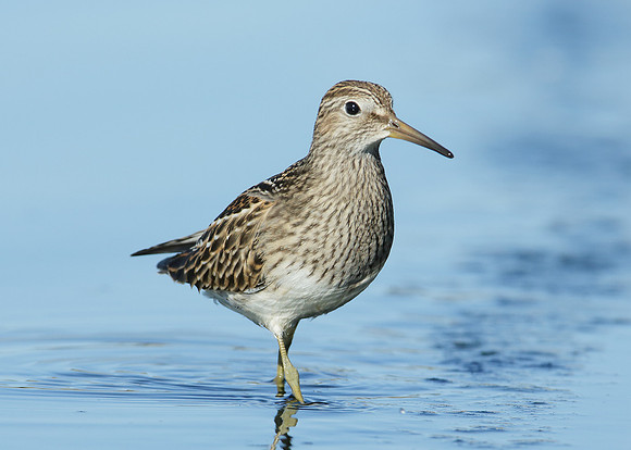 Pectoral Sandpiper Calidris melanotos