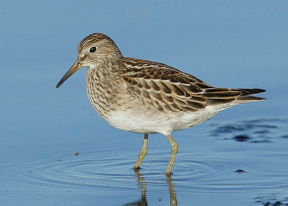 Pectoral Sandpiper Calidris melanotos