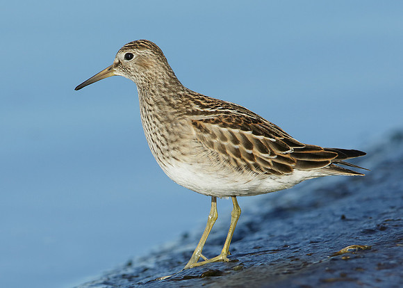 Pectoral Sandpiper Calidris melanotos