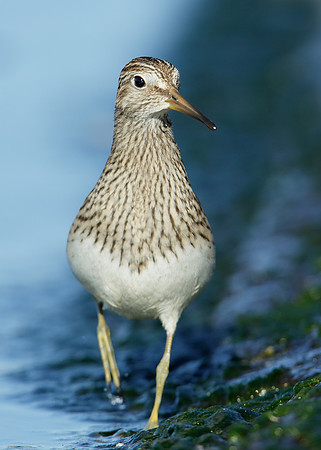 Pectoral Sandpiper Calidris melanotos
