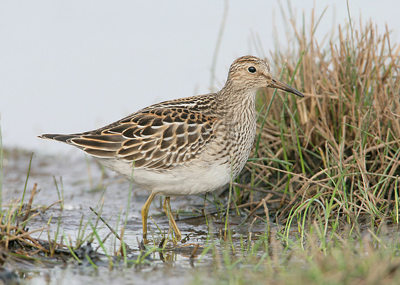 Pectoral Sandpiper Calidris melanotos