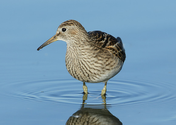 Pectoral Sandpiper Calidris melanotos