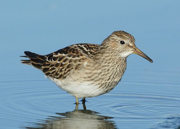 Pectoral Sandpiper Calidris melanotos