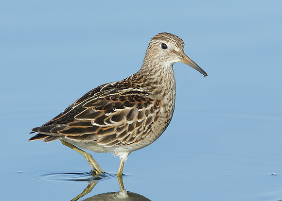 Pectoral Sandpiper Calidris melanotos