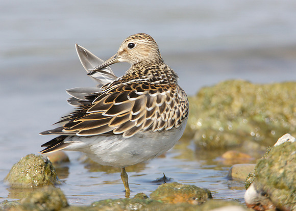 Pectoral Sandpiper Calidris melanotos