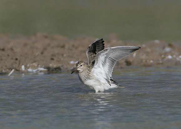 Pectoral Sandpiper Calidris melanotos