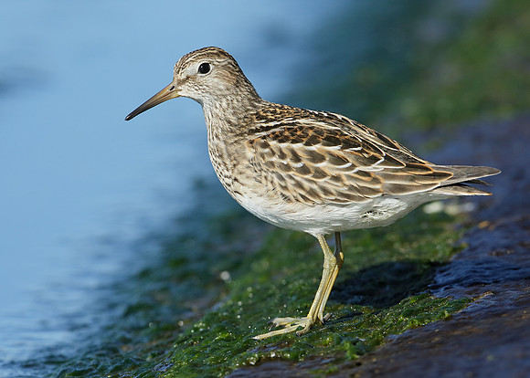 Pectoral Sandpiper Calidris melanotos