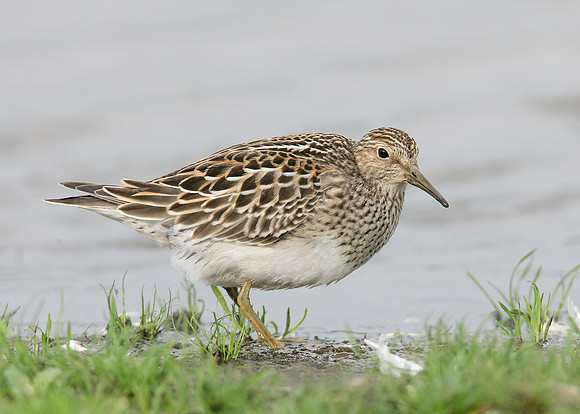 Pectoral Sandpiper Calidris melanotos