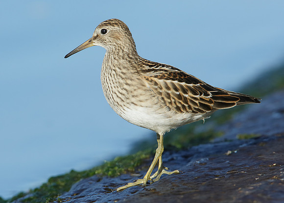 Pectoral Sandpiper Calidris melanotos