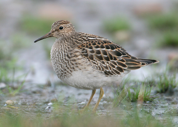 Pectoral Sandpiper Calidris melanotos