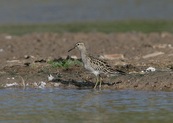 Pectoral Sandpiper Calidris melanotos